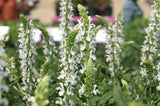 WOODLAND SAGE 'White Merleau' Salvia nemorosa
