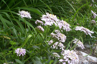 Iberis gibraltarica <br>GIBRALTAR CANDYTUFT