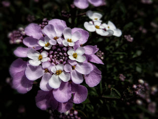 Iberis aurosica <br>DAUPHINE CANDYTUFT