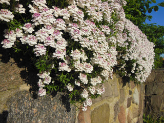 Iberis spathulata <br>SPOON-LEAVED CANDYTUFT