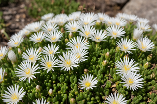 Delosperma congestum <br>ICE PLANT WHITE NUGGET