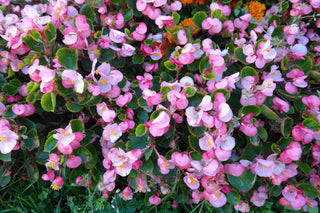 Begonia semperflorens <br>BEGONIA FIBROUS MIX