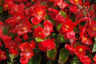 Begonia semperflorens <br>BEGONIA FIBROUS MIX