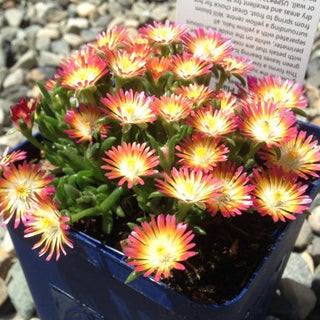 delosperma ice plant