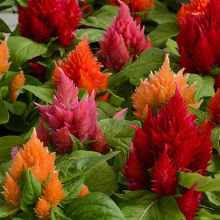 Celosia plumosa <br>CELOSIA ICE CREAM MIX