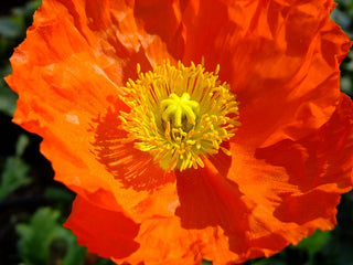 Papaver nudicaule, Oreomecon nudicaulis <br>ICELAND POPPY ORANGE CHAMPAGNE BUBBLES