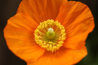 Papaver nudicaule, Oreomecon nudicaulis <br>ICELAND POPPY ORANGE CHAMPAGNE BUBBLES