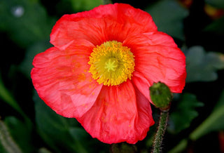 Papaver nudicaule, Oreomecon nudicaulis <br>ICELAND POPPY PINK CHAMPAGNE BUBBLES