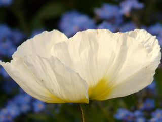Papaver nudicaule, Oreomecon nudicaulis <br>ICELAND POPPY WHITE CHAMPAGNE BUBBLES