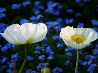 Papaver nudicaule, Oreomecon nudicaulis <br>ICELAND POPPY WHITE CHAMPAGNE BUBBLES