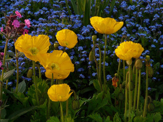 Papaver nudicaule <br>DWARF ICELAND POPPY MIX