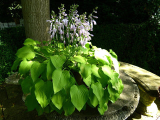 Hosta <br>MEDIUM HOSTA MIX