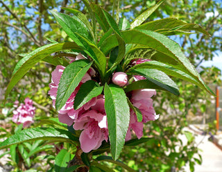 Prunus persica var nemaguard<br>NEMAGUARD PEACH, PEACH