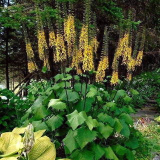 Ligularia stenocephala <br>YELLOW ROCKET RAGWORT