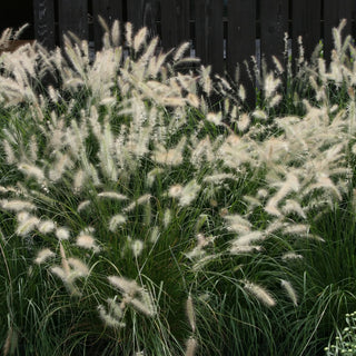 Pennisetum alopecuroides <br>FOUNTAIN GRASS