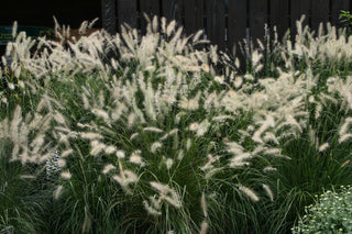 FOUNTAIN GRASS <br>Pennisetum alopecuroides