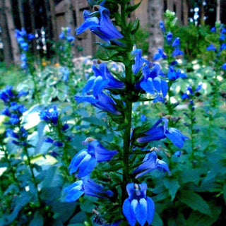 Lobelia cardinalis siphilitica <br>GREAT BLUE LOBELIA<br>Organic