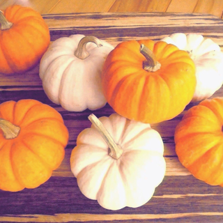 Cucurbita pepo <br>MINI PUMPKINS