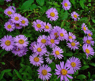 ASTER ALPINE MIXED COLOURS <br>Aster alpinus