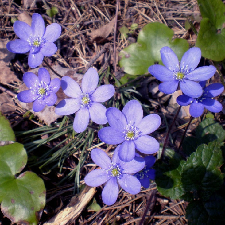 Hepatica acutiloba SHARP LOBED HEPATICA – Ferri Seeds