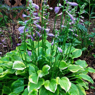 Hosta <br>TINY HOSTA MIX