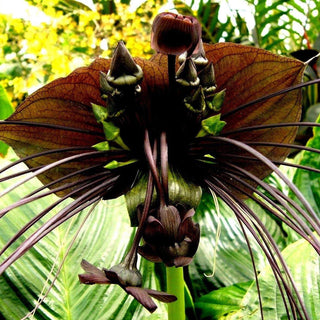 Tacca chantrieri <br>PURPLE BAT PLANT