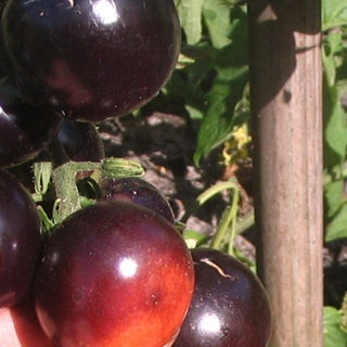 LITTLE RED N' BLACK TOMATO <br>Solanum lycopersicum