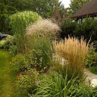 Miscanthus floridulus, sinensis <br>GRASS MIX HARDY ORNAMENTAL