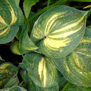 Hosta <br>STREAKED HOSTA!