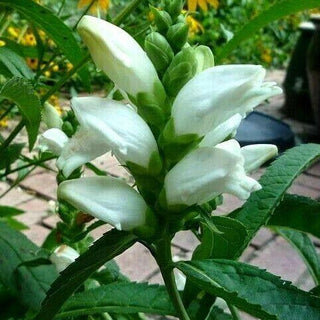 Chelone glabra <br>TURTLEHEAD WHITE