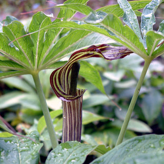 Arisaema speciosum <br>HIMALAYAN GIANT COBRA LILY