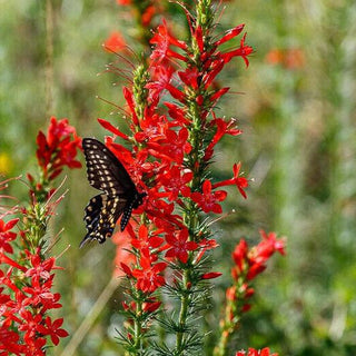 Ipomopsis rubra <br>STANDING CYPRESS