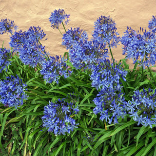 GIANT LILY OF THE NILE <br>Agapanthus africanus umbellatus