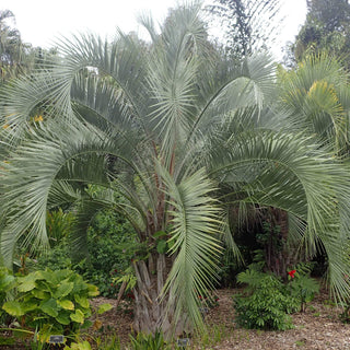 Butia eriospatha <br>WOOLLY JELLY PALM