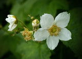 THIMBLEBERRY Rubus parviflorus