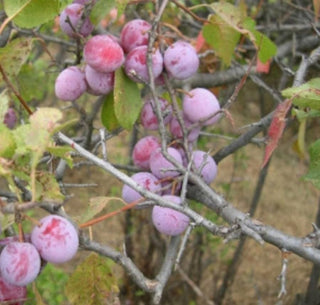 AMERICAN PLUM, SWEET WILD PLUM <br>Prunus americana