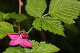 SALMONBERRY RUSSIAN RASPBERRY Rubus spectabilis