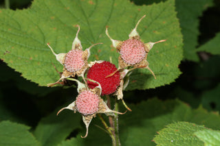 THIMBLEBERRY <br>Rubus parviflorus
