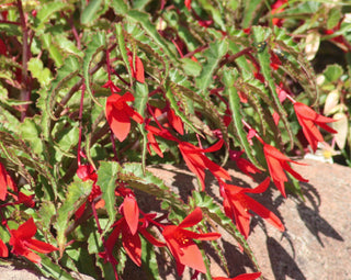 BEGONIA GROOVY RED Tuberous boliviensis