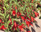 GROOVY RED BEGONIA Tuberous boliviensis