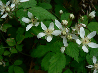 Rubus ursinus <br>CALIFORNIA TRAILING PACIFIC BLACKBERRY