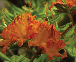 FLAME AZALEA <br>Rhododendron calendulaceum