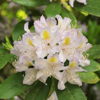 Rhododendron carolinianum <br>CAROLINA WHITE AZALEA, CAROLINA RHODODENDRON