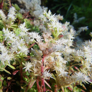 Sedum glaucophyllum <br>WHITE FLOWER STONECROP