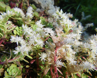 WHITE FLOWER STONECROP <br>Sedum glaucophyllum