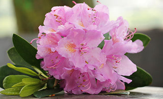 RHODODENDRON <br>Rhododendron coeloneurum