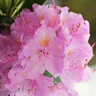 RHODODENDRON <br>Rhododendron coeloneurum