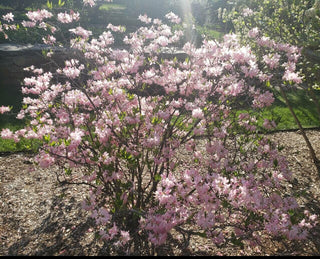 PINKSHELL AZALEA, PINK SHELL RHODODENDRON <br>Rhododendron vaseyi
