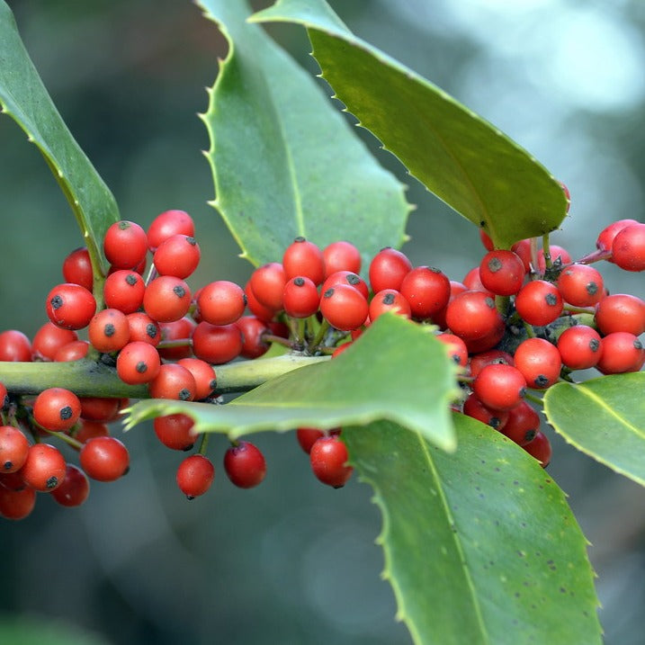 Ilex decidua POSSUMHAW MEADOW HOLLY – Ferri Seeds