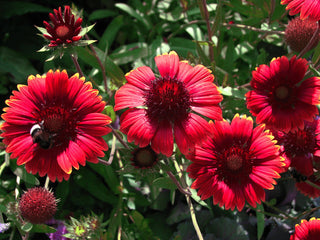 BLANKET FLOWER 'MESA RED' Gaillardia aristata